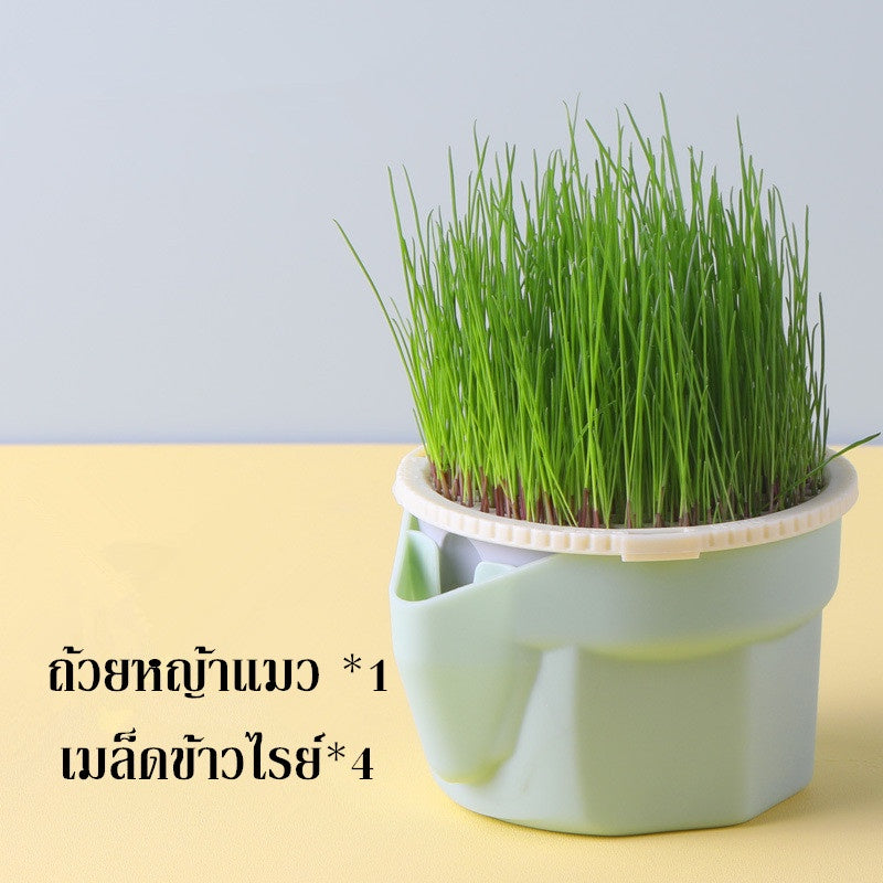 ตุ๊กตาหัวหญ้าหญ้าแมวอินทรีย์ - 图片9