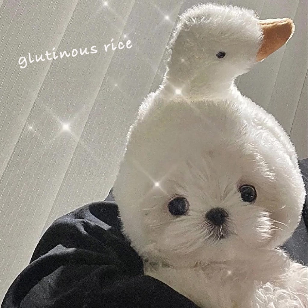 หมวกสัตว์เลี้ยง หมวกน่ารัก - 图片9