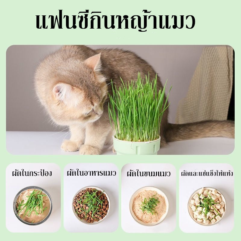 ตุ๊กตาหัวหญ้าหญ้าแมวอินทรีย์ - 图片3