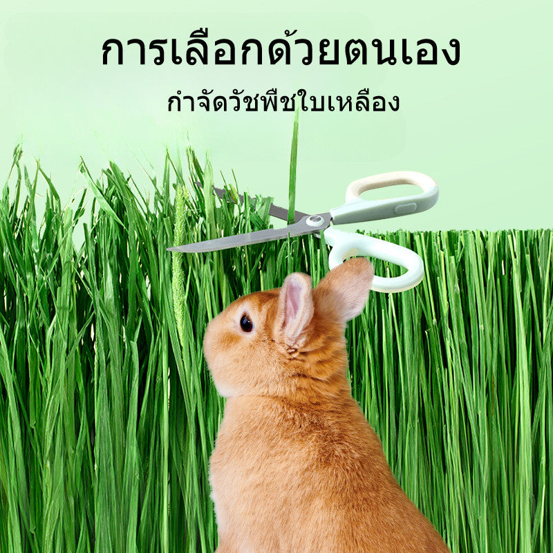 หญ้าแห้งข้าวสาลีสำหรับกระต่าย หญ้าทิโมธี - 图片3