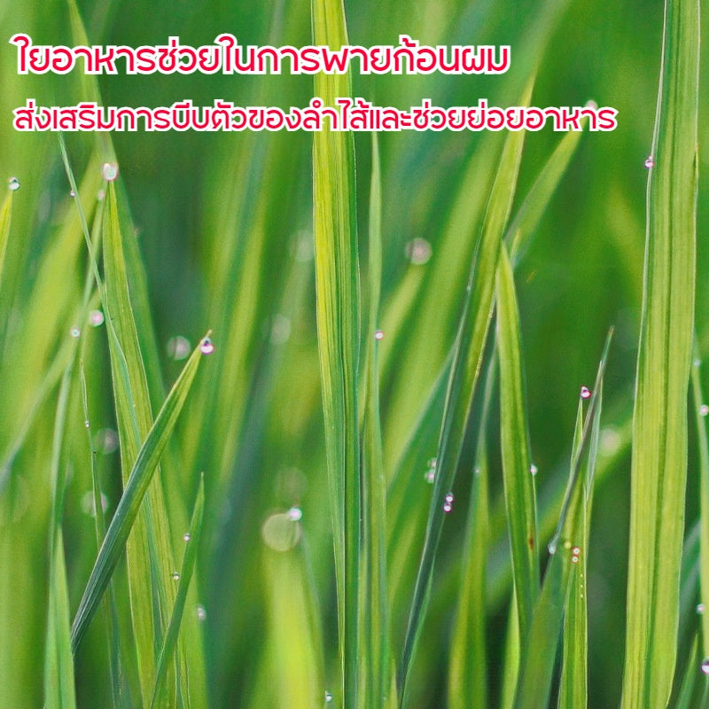 หญ้าแมว ขนมแมวแบบฟรีซดราย - 图片7