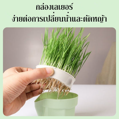 ตุ๊กตาหัวหญ้าหญ้าแมวอินทรีย์ - 图片4