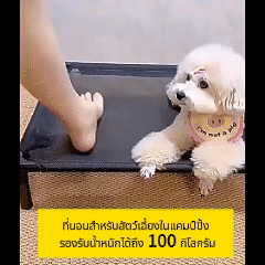 เตียงสัตว์เลี้ยงเสริมตาข่ายยกสูง