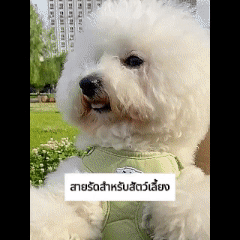 รัดอกสัตว์เลี้ยง สายจูงสุนัข สายจูงแมว  สายจูงสุนัข พันธุ์กลาง-ใหญ่  หลายสี ทนทาน