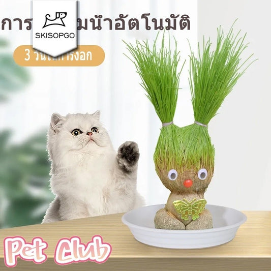 ตุ๊กตาหัวหญ้าหญ้าแมวอินทรีย์ - 主图