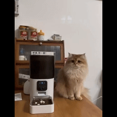 Automatic pet feeder, cat feeder, dog feeder, 4L, Wi-Fi, timer, app