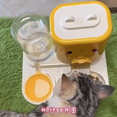 Automatic cat feeder, cat water dispenser, 2-in-1 cat food bowl, cat food container, cat water container, elevated