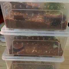 Reptile terrarium, plastic box, small animals, snakes, frogs, geckos, spiders, geckos, ventilated, locking lid