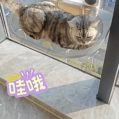 Window Cat Hammock, Foldable Cat Window Perch, Removable and Washable Fabric, Strong Suction Cups, High Weight Capacity