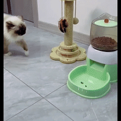 Pet feeder, cat feeder, dog feeder, automatic, transparent container