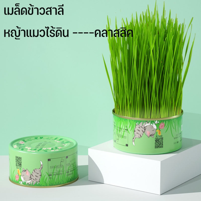 ตุ๊กตาหัวหญ้าหญ้าแมวอินทรีย์ - 图片7