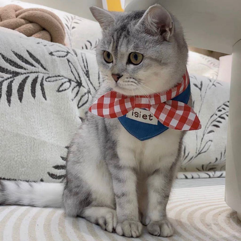 ผ้าพันคอสามเหลี่ยมสำหรับสัตว์เลี้ยง - 图片3