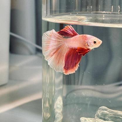 ตู้เลี้ยงปลาเบต้าพลาสติกใส พร้อมไฟ LED - 图片4