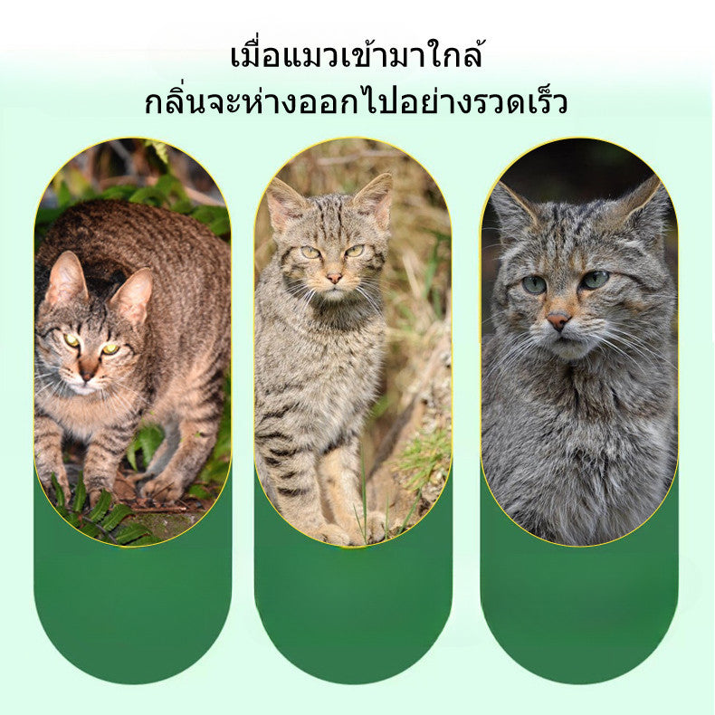 ดอดจ์บอลสัตว์เลี้ยง - 图片4