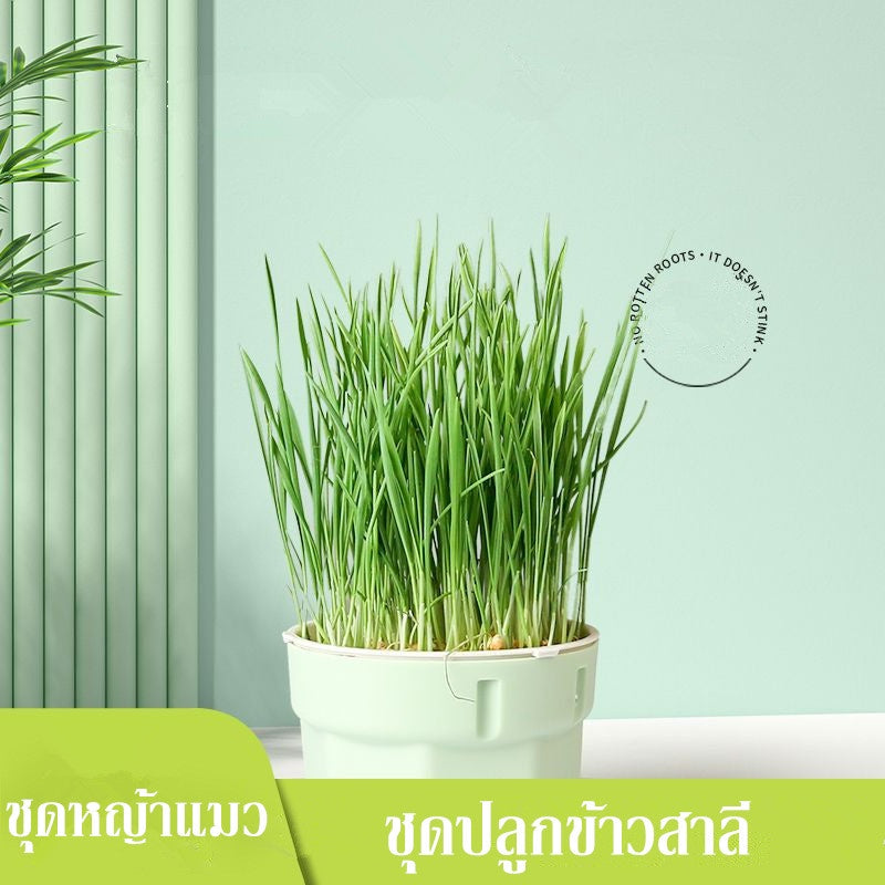 ตุ๊กตาหัวหญ้าหญ้าแมวอินทรีย์ - 图片5