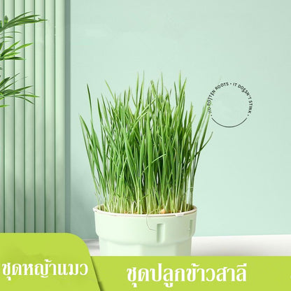 ตุ๊กตาหัวหญ้าหญ้าแมวอินทรีย์ - 图片5