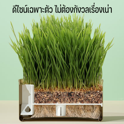 ชุดปลูกหญ้าแมวออร์แกนิกและต้นกล้าข้าวสาลี - 图片2