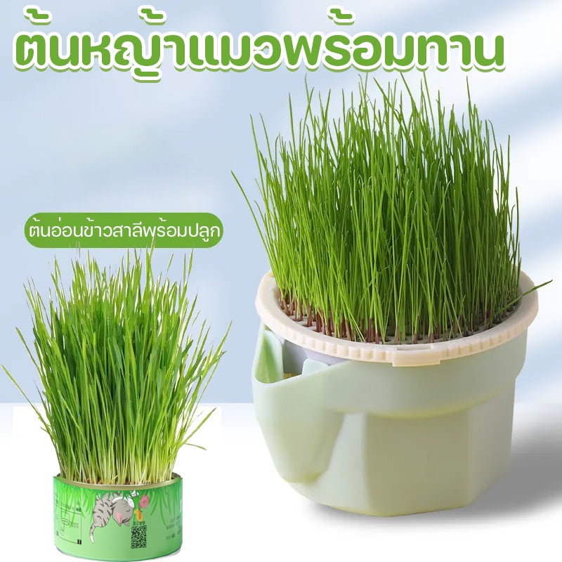 ตุ๊กตาหัวหญ้าหญ้าแมวอินทรีย์ - 图片1
