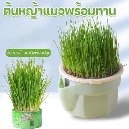 ตุ๊กตาหัวหญ้าหญ้าแมวอินทรีย์ - 图片1