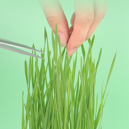 เมล็ดหญ้าแมว (พร้อมรับประทาน) - 图片4