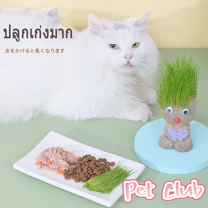 ตุ๊กตาหัวหญ้าหญ้าแมวอินทรีย์ - 图片2