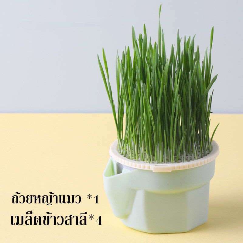 ตุ๊กตาหัวหญ้าหญ้าแมวอินทรีย์ - 图片8