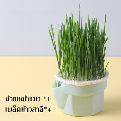 ตุ๊กตาหัวหญ้าหญ้าแมวอินทรีย์ - 图片8