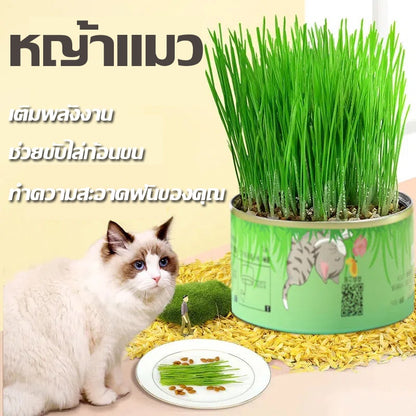 เมล็ดหญ้าแมว (พร้อมรับประทาน) - 图片1