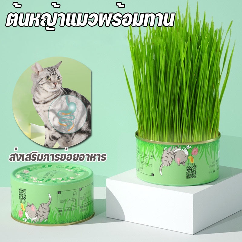 ชุดปลูกหญ้าแมวออร์แกนิกและต้นกล้าข้าวสาลี - 图片1