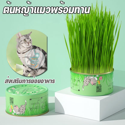 ชุดปลูกหญ้าแมวออร์แกนิกและต้นกล้าข้าวสาลี - 图片1