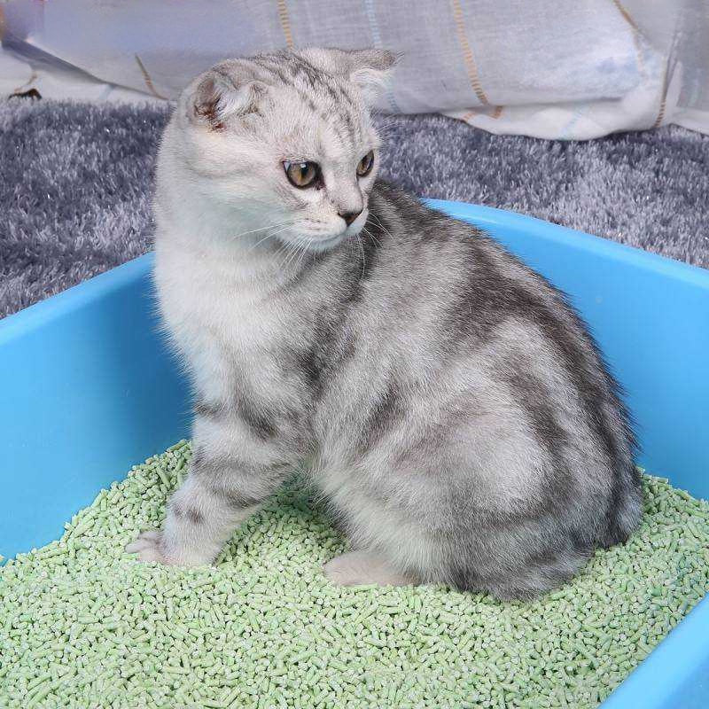 ทรายแมวออร์แกนิค 100% - 图片11