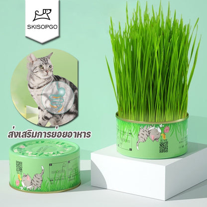 เมล็ดหญ้าแมว (พร้อมรับประทาน) - 主图